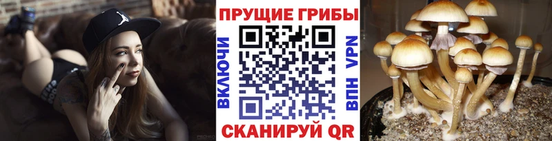 Псилоцибиновые грибы мицелий  закладки  mega вход  Чадан 